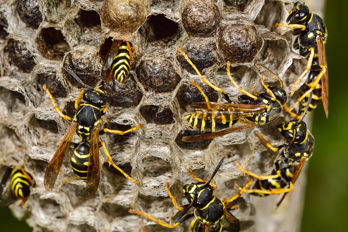 Wasps and wasps nests 